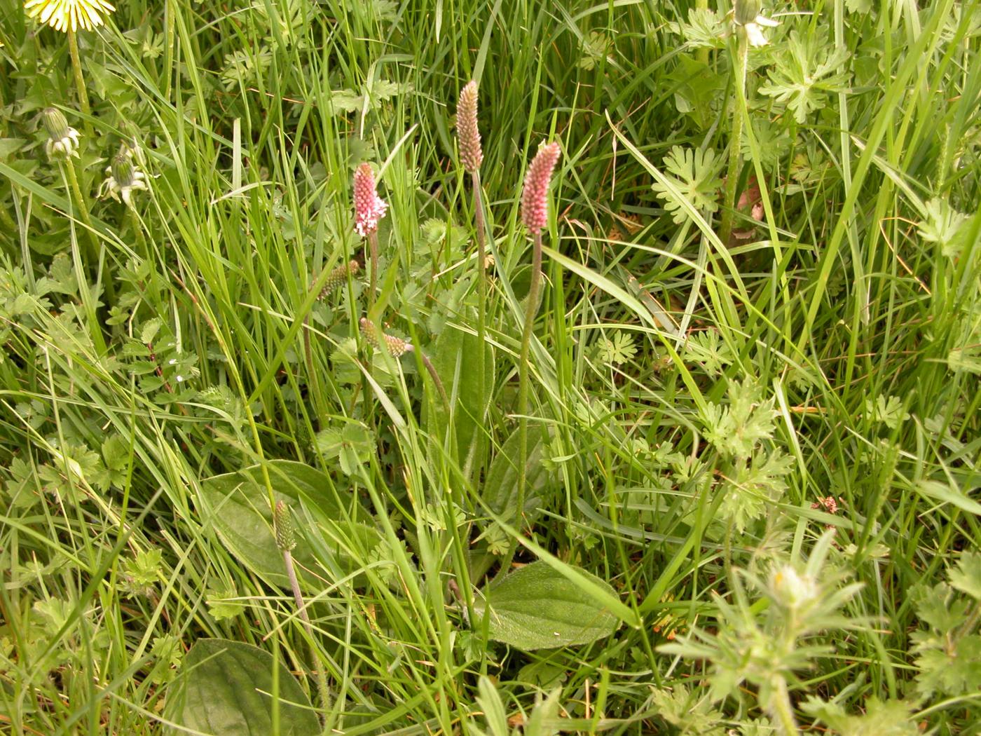 Plantain, Hoary plant